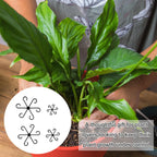 Climbing Houseplant Stem Supports - Perfect Growth Solution for Your Plants