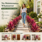 2‑Pack 21.6" Artificial Cordyline Plant