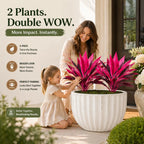 2‑Pack 21.6" Artificial Cordyline Plant