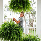 🌿23.62-Inch Artificial Boston Ferns – Realistic Faux Hanging Greenery