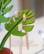Mirror Monstera