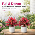 2‑Pack 21.6" Artificial Cordyline Plant